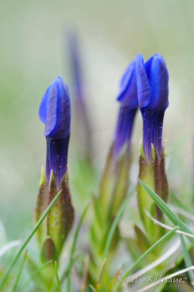 Imagen 14 de la galería de Otras Flores